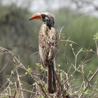 Bradfield's Hornbill